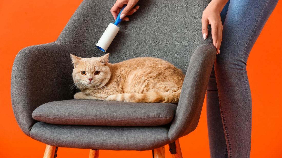Young,Woman,With,Cute,Cat,Cleaning,Armchair,With,Lint,Roller