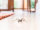 Common,House,Spider,On,A,Smooth,Tile,Floor,Seen,From